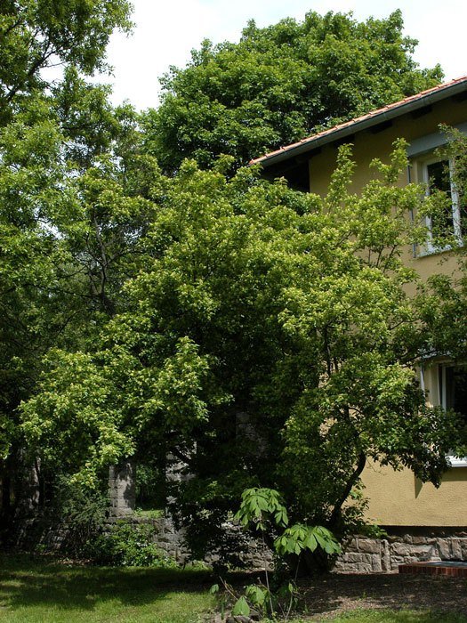 acer-ginnala Feuerhorn mit grünem Laub im Sommer