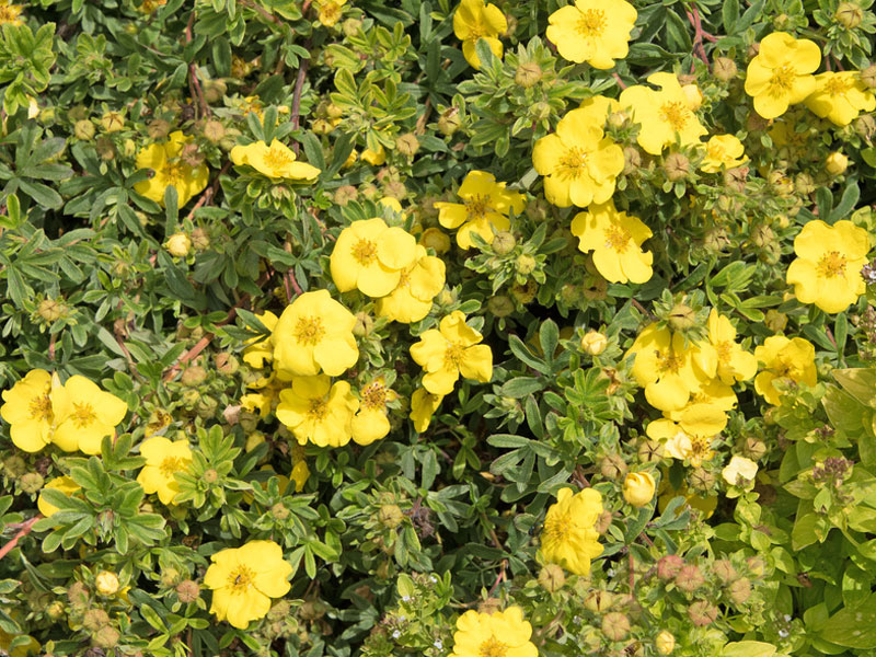 Potentilla-Goldteppich-1 Fingerstrauch Goldteppich