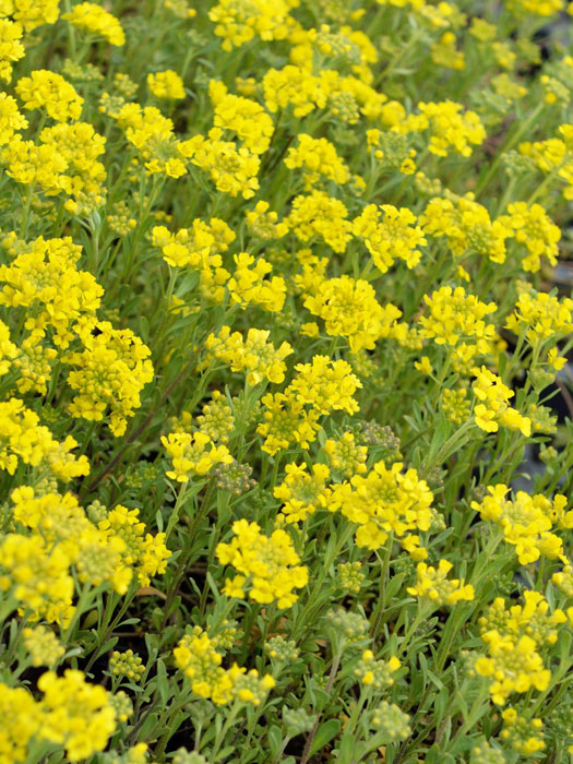 alyssum-berggold