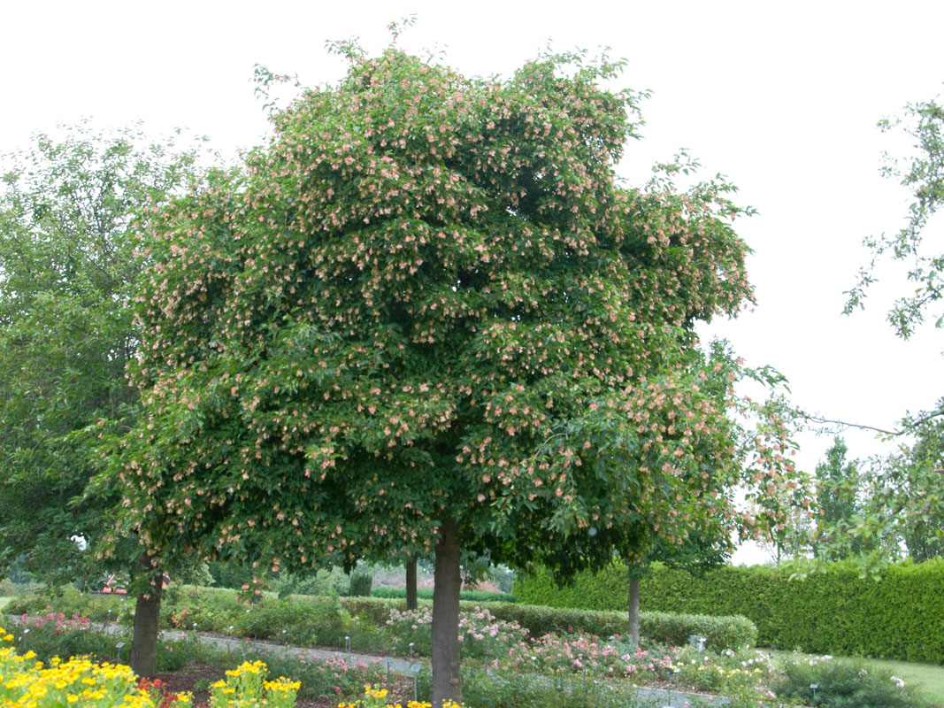 acer-ginala-tataricum-10