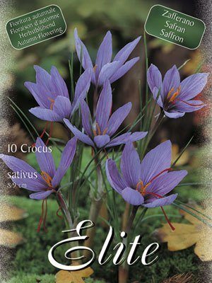 crocus_sativus Herbstblühender Krokus 'Sativus' (Art.Nr. 596160)