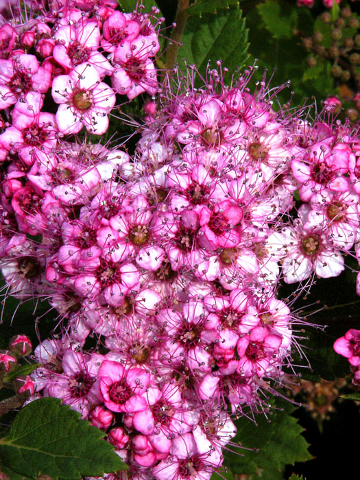 rosa-zwergspiere Blütendolde der Zwergspiere Little Princess