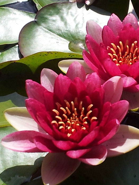 seerose-froebelii Nymphaea pygmaea Froebelii, Zwergseerose