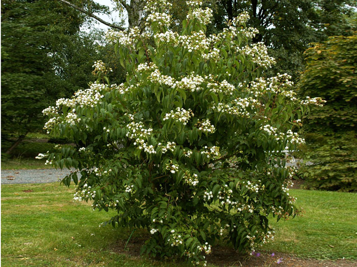 heptacodium-miconioides Solitärstrauch Sieben Söhne des Himmels