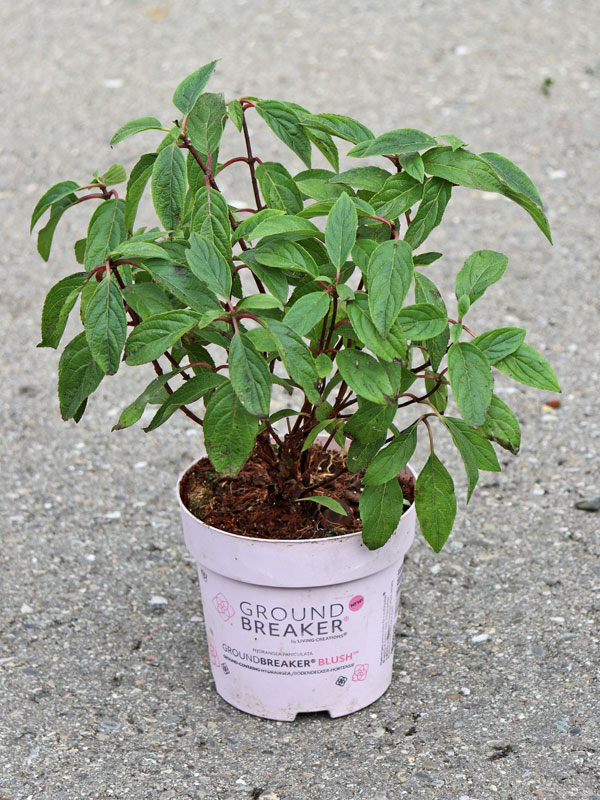 Hydrangea Groundbreaker Blush im Verkaufszustand