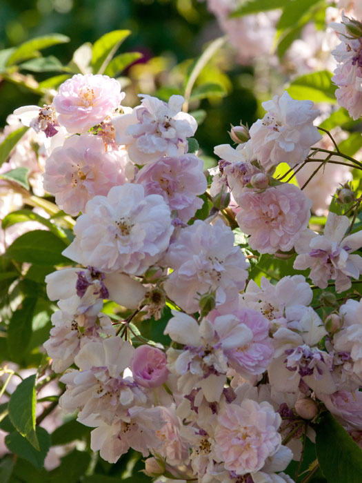 rose-pauls-himalayan-2 Rose Paul´s Himalayan Musk Ramler