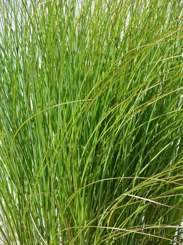 Ziergras Miscanthus Gracilimus