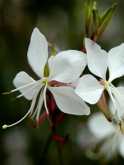 gaura-lindheimeri