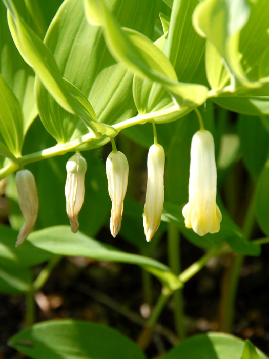 polygonatum-biflorum Polygonatum biflorum, Großes Salomonssiegel, Weißwurz