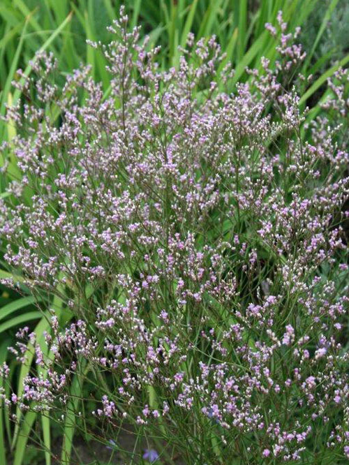 Limonium latifolium, breitblättriger Steppenschleier, Strandflieder, Meerlavendel Limonium latifolium, breitblättriger Steppenschleier, Strandflieder, Meerlavendel