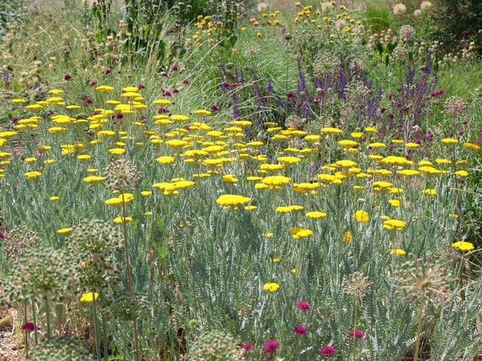 coronation-gold-pflanze Achillea filipendulina 'Coronation Gold' (M), Schafgarbe, Goldquirl-Garbe