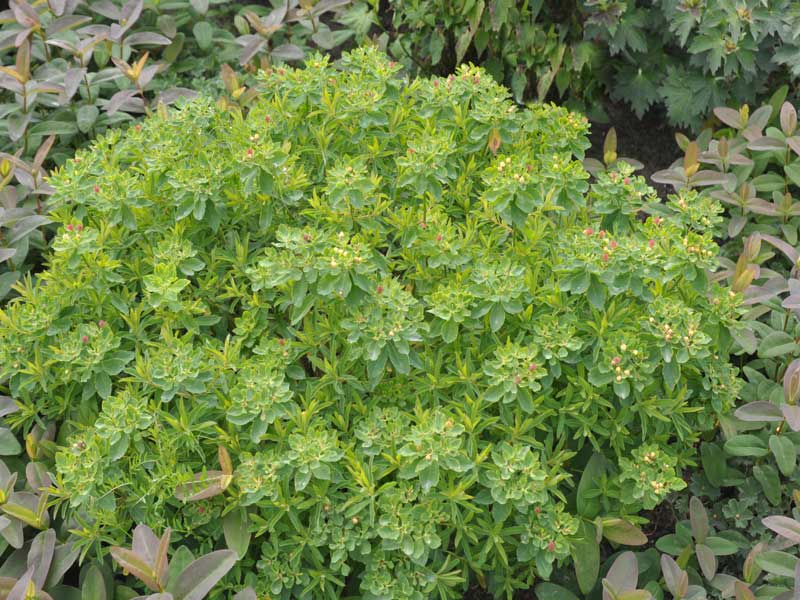 Gold-Wolfsmilch mit leichtem Fruchtansatz