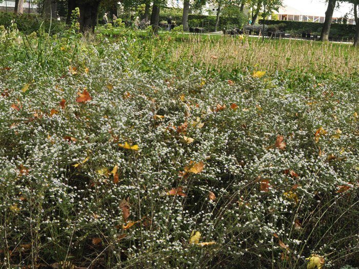 erlkoenig-aster Aster ericoides 'Erlkönig', Myrtenaster