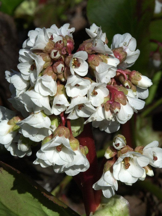 bergenia-silberlicht weiße Blütenpracht ziert die Bergenie 'Silberlicht'