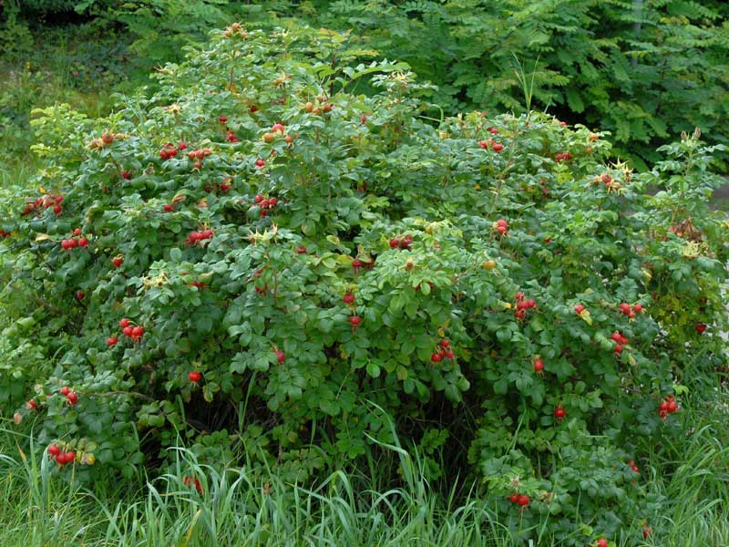 Strauch einer Rosa rugosa mit Fruechten