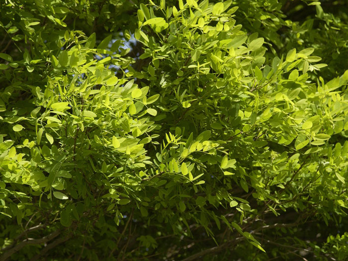 robinia-umbraculifera