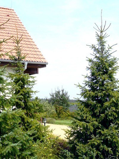 picea_omorika_2_41310_1_41310_1 Pflanzung mit mehreren serbischen Fichten