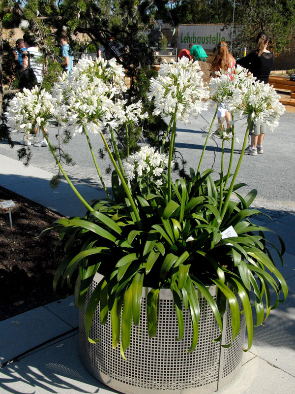 schmucklilie-weiss-topf Agapanthus africanus 'Albus', weiße afrikanische Schmucklilie