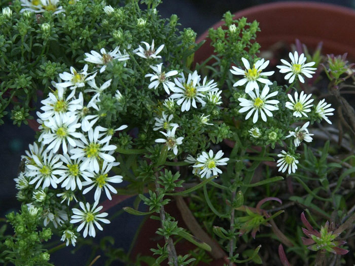 aster-pansus-snowflurry Aster ericoides 'Snow Flurry', kriechende Myrtenaster, Garten-Erika-Aster