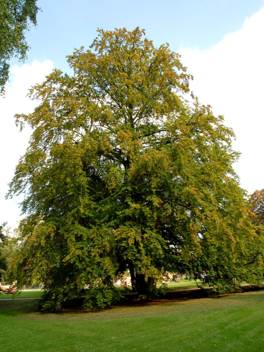 Fagus sylvatica Baum