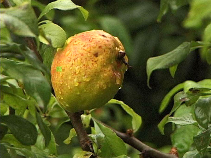 zierquitte-crimson-and-king Frucht der Zierquitte