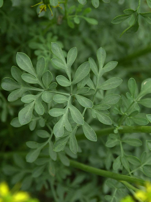 ruta-graveolens Weinraute, Ruta graveolens