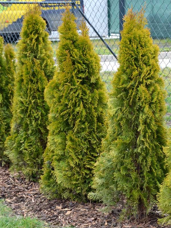 Thuja Golden Smaragd als Hecke gepflanzt
