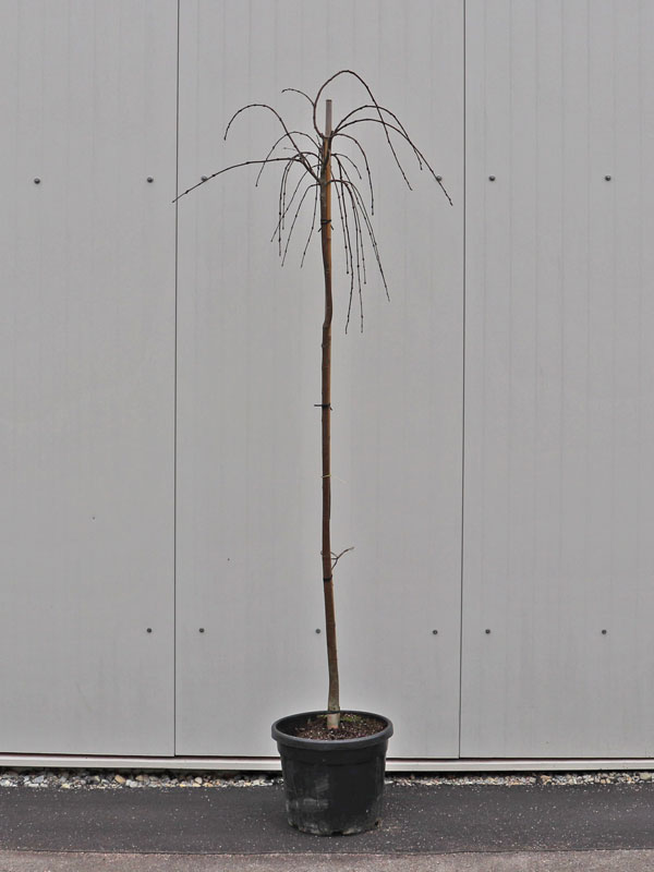 Jungpflanze Cercidiphyllum Pendulum Jungpflanze eines Cercidiphyllum Pendulum