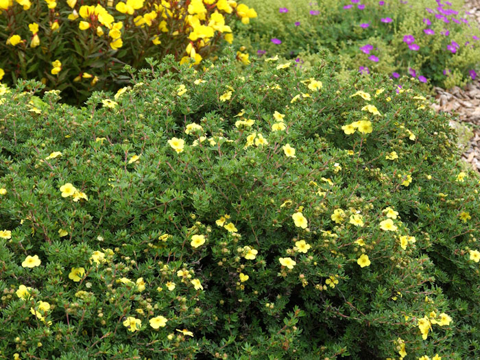 fingerstrauch-kobold Fünffingerstrauch Kobold Hecke