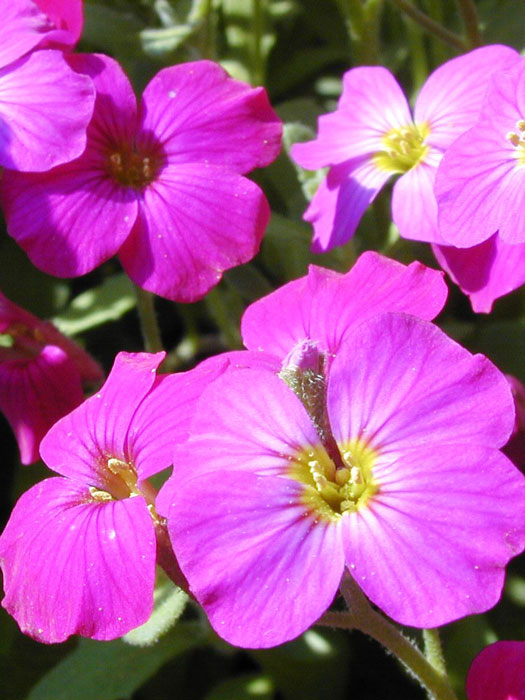 aubrieta-red-carpet Aubrieta x cultorum 'Regado Red', Rotes Blaukissen, Rotkissen