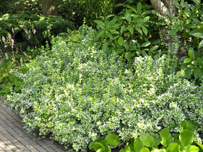 euonymus-emerald-gaiety Die weißbunte Kriechspindel 'Emerald Gaiety' als Bodendecker