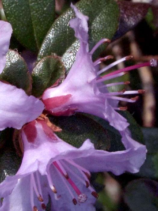 alpenrose-moerheim Rhododendron impeditum 'Moerheim'