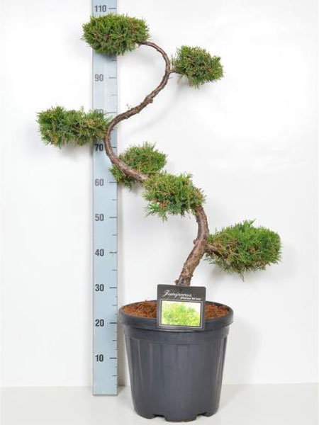 bonsai-wacholder-old-gold Juniperus chinensis 'Old Gold', XXL-Produkt
