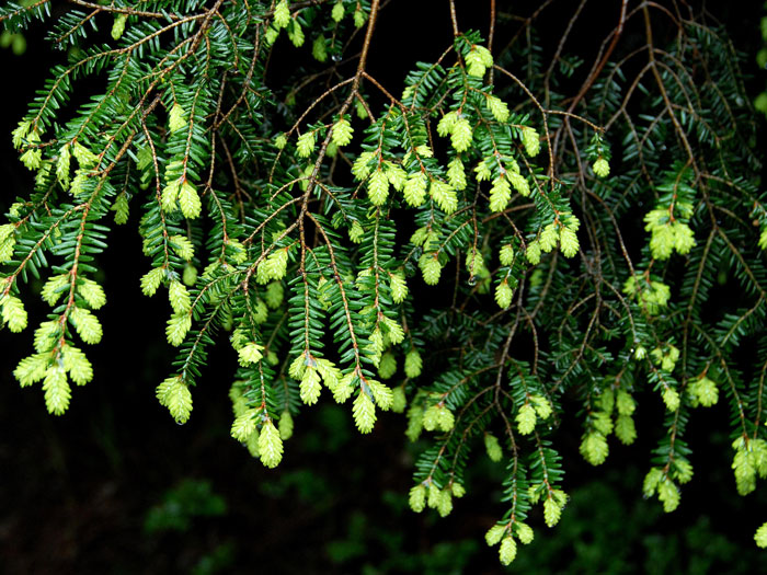 hemlocktanne-nadeln55599f5729b5d Austrieb Hemlocktanne