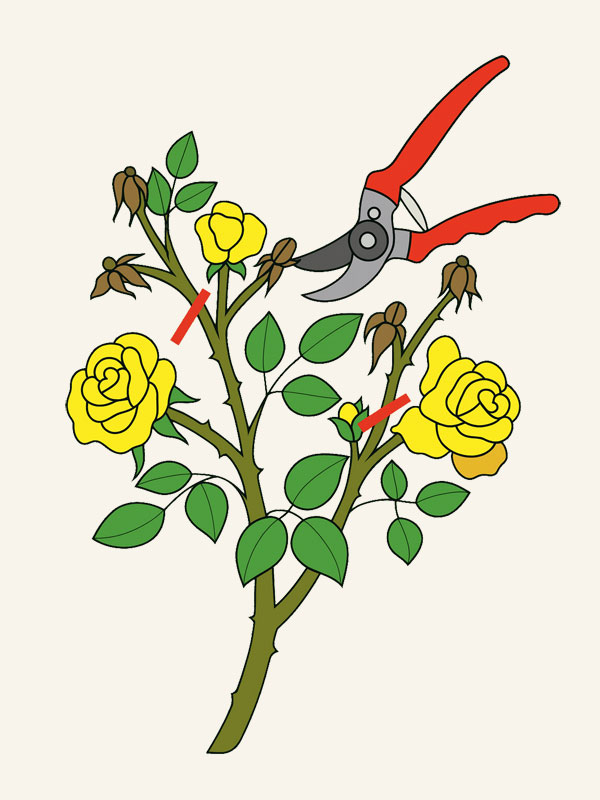 Anleitungsskizze zum Schnitt von Rosen