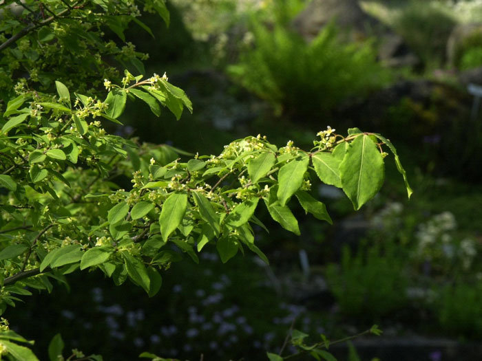spindelstrauch-nieder-blatt Der Kork-Spindelstrauch während des Sommers