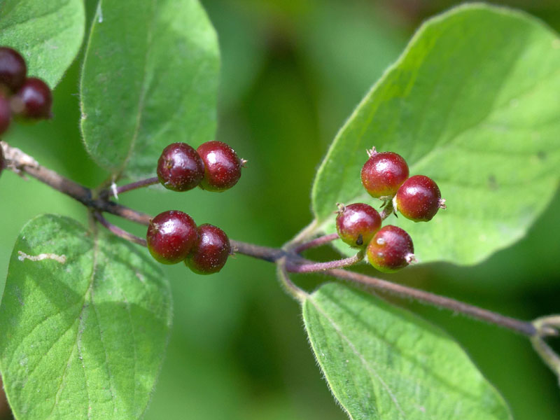 Fruechte der Lonicera xylosteum