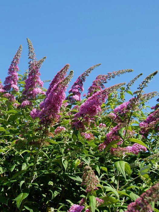 sommerflieder-pink Zahlreiche Blütenstände des Sommerflieders 'Pink Delight'
