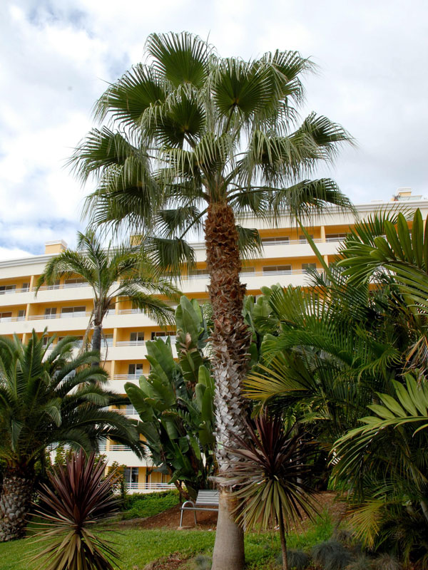 petticoatpalme Petticoatpalme vor einem Hotel
