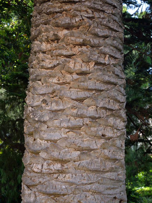 phoenix-palme-stamm Stamm der Kanarischen Dattelpalme