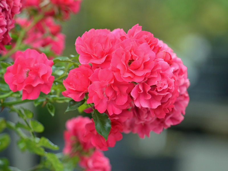 Nahaufnahme der Rosen-Bluete Gaertnerfreude
