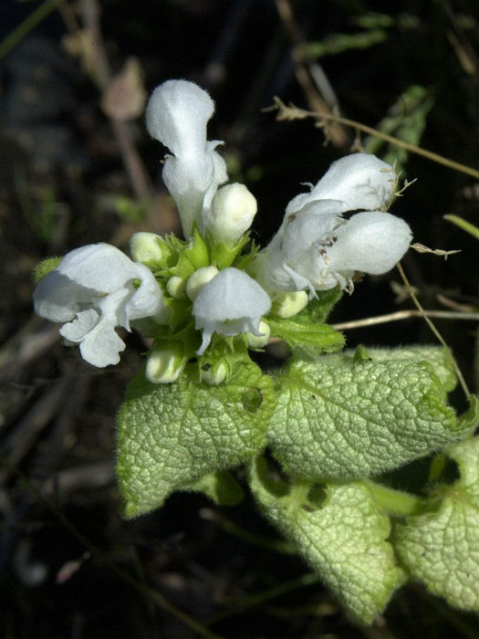 lamium-white-nancy Lamium maculatum 'White Nancy', gefleckte Taubnessel, weiße Taubnessel