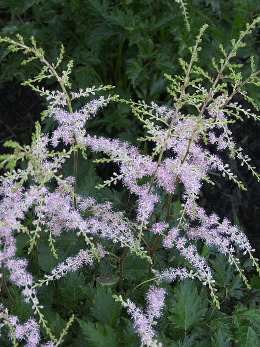 astilbe-sprite Zierliche, lockere Blüte der Gartenspiere 'Sprite'