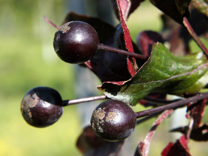 Rotblättriger Zierapfel Nicoline Frucht