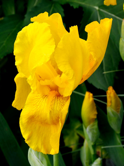iris-ola-kala Iris x barbata-elatior 'Ola Kala', Hohe Garten-Schwertlilie, hohe Bart-Iris