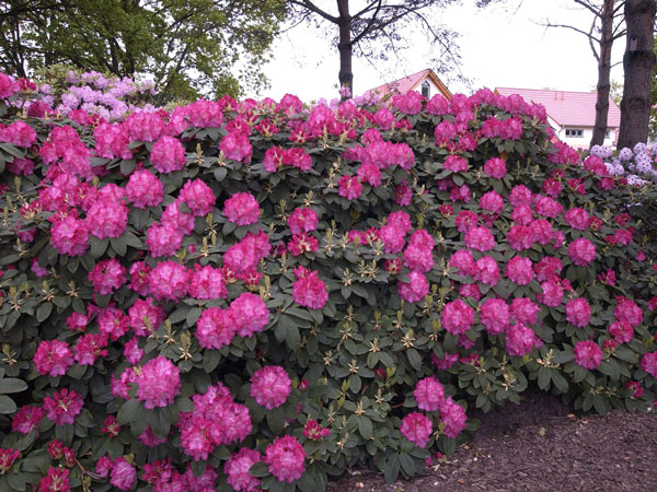 rhododendron-germania Rhododendron 'Germania'
