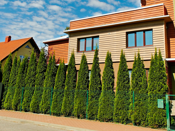 Thuja-Smaragd-heckenpflanze Lebensbaum Smaragd Reihenpflanzung