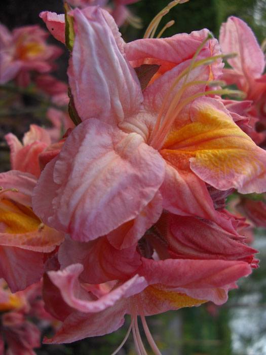 azalee-berry-rose Rhododendron luteum 'Berryrose', sommergrüne japanische Gartenazalee