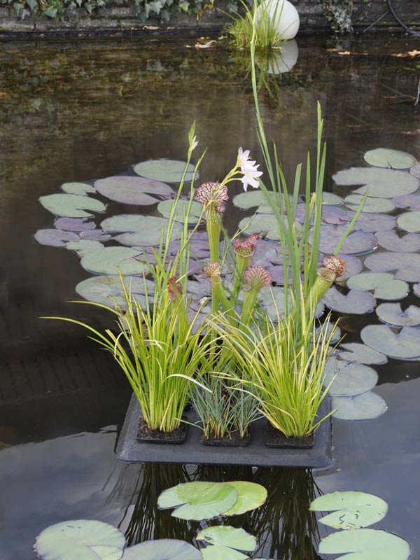 floating-plant-oasis Floating Plant Oasis mit Bepflanzung