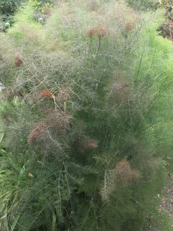 Wuchs des Bronze-Fenchels